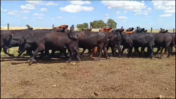 Lote 60 Vacas preñadas en Chapicuy, Paysandú