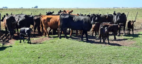 Lote 30 Vacas nuevas en Gral. Lamadrid, Buenos Aires