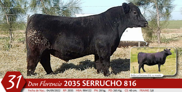 Lote MACHO PP