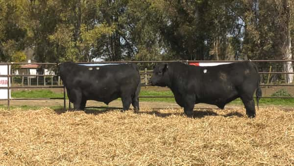 Lote TOROS ANGUS PP