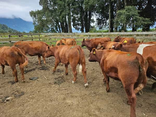 Lote 60 Vaquilla Engorda en Futrono, XIV Región Los Ríos