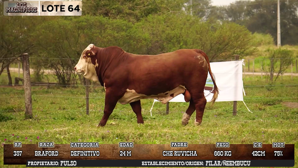 Lote LOTE 64 - EN VIVO