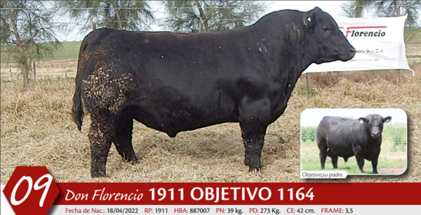 Lote MACHO PP