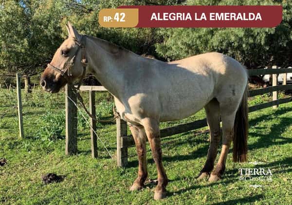 Lote RP. 42 - ALEGRIA LA ESMERALDA - LAS EMILIAS
