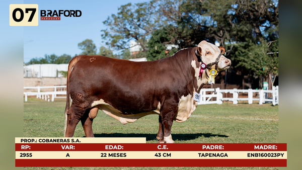Lote LOTE 7