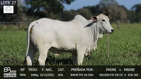 Lote LOTE 27