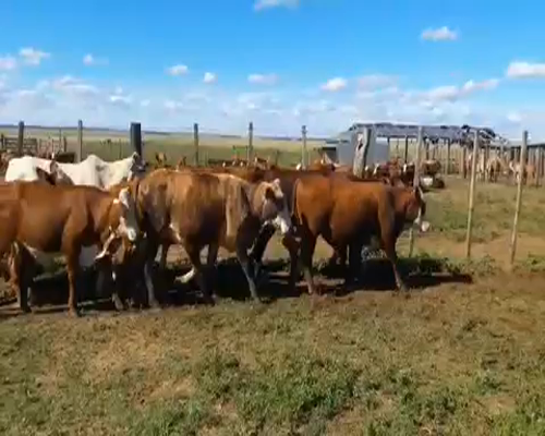 Lote 40 Novillitos en Ituzaingó, Corrientes