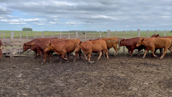 Lote 76 Novillos 1 a 2 años en Meneses, Artigas