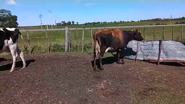 Lote 4 Vaca a remate en PANTALLA VIRTUAL - ESCRITORIO CAMY - LA CUENCA 400kg - , San José