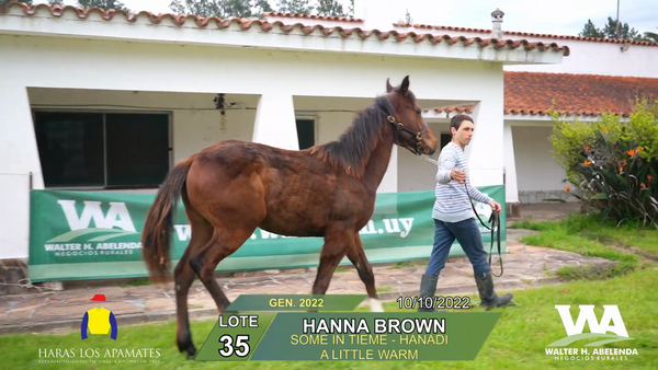 Lote HANNA BROWN