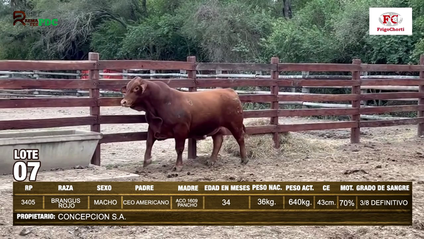 Lote TORO - BRANGUS ROJO