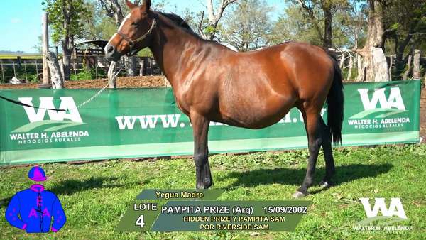Lote PAMPITA PRIZE (Arg)