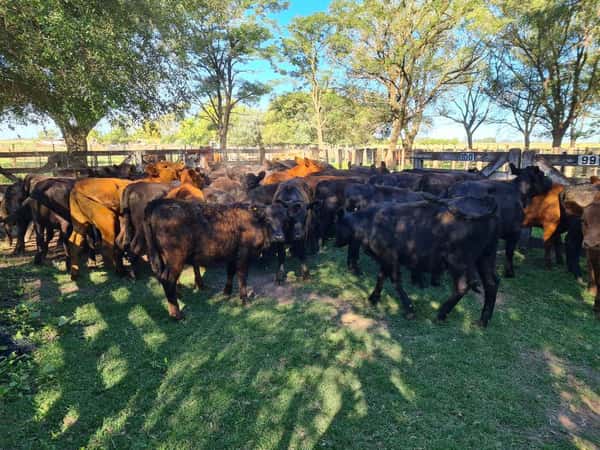 Lote 48 Terneras en Gral. Lamadrid, Buenos Aires