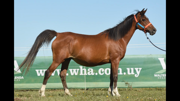 Lote SM BO FATIMA