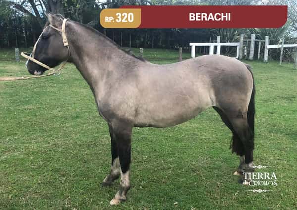 Lote RP. 320 - BERACHI - BERACHI