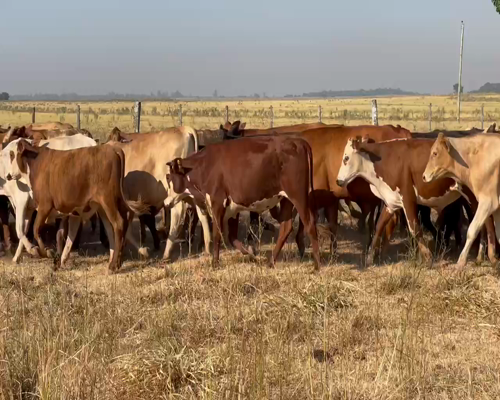 Lote 220 Novillos en Ituzaingó, Corrientes