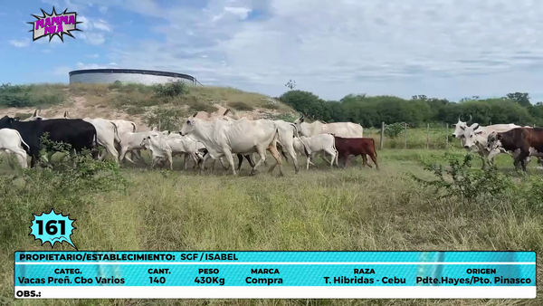 Lote LOTE 161