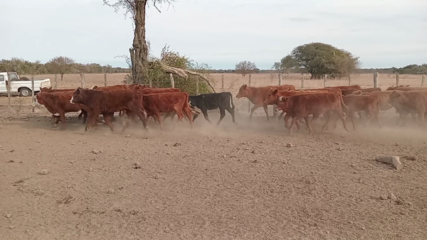 Lote 70 Terneras Brangus, Braford y sus cruzas en Naré, Santa Fe