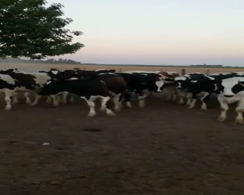 Lote 20 Terneras en Isletas, Entre Ríos