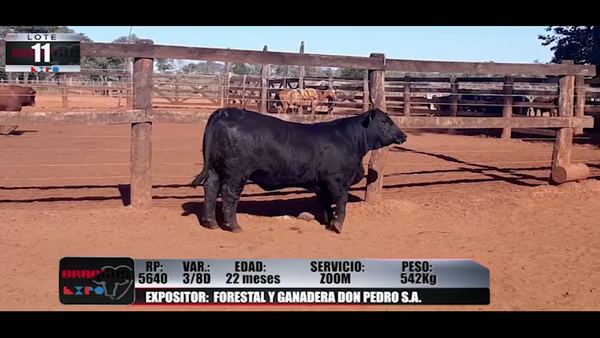 Lote Brangus a Campo Expo 2022 - Lote 11
