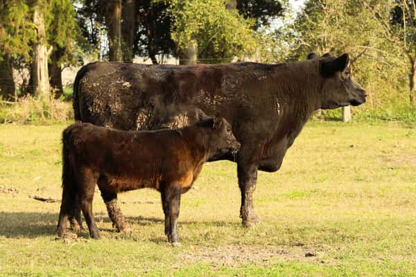 Lote CABAÑA COEMBOTÁ: RP 620