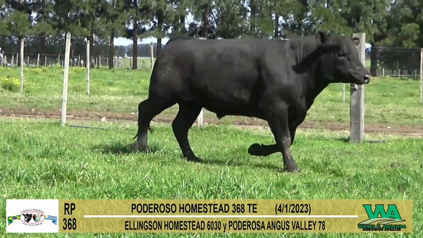 Lote Toros Angus a remate en Cabaña La Poderosa, Florida