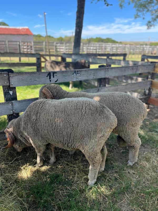 Lote RINCON MERINO