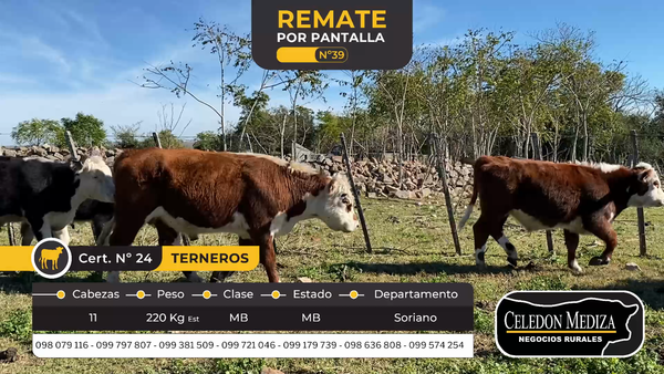 Lote 11 Terneros en Soriano