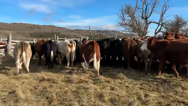 Lote 42 Novillo Engorda en Coyhaique, XI Región Aysén