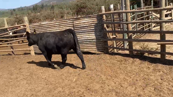 Lote 20 Vaquilla Gorda en Casablanca, V  Región Valparaíso