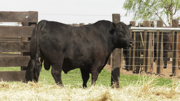 Lote TOROS ABERDEEN ANGUS PP  "BORGIA" y "Bombazo"