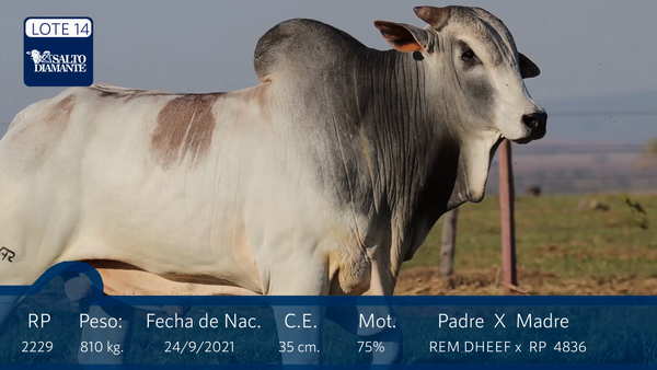 Lote LOTE 14