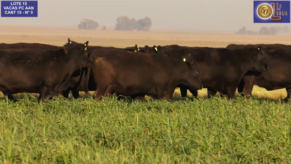 Lote VACAS  ANGUS NEGRAS   P. CONTROLADAS C/ GTIA DE PREÑEZ