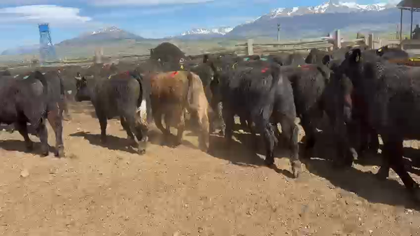 Lote 50 Ternero en Coyhaique, XI Región Aysén