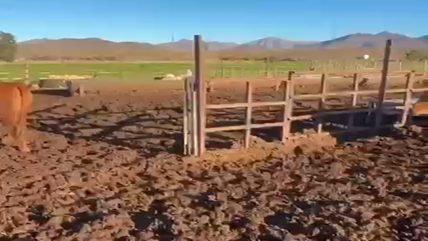 Lote 40 Novillo Engorda en Vallenar, III Región Atacama