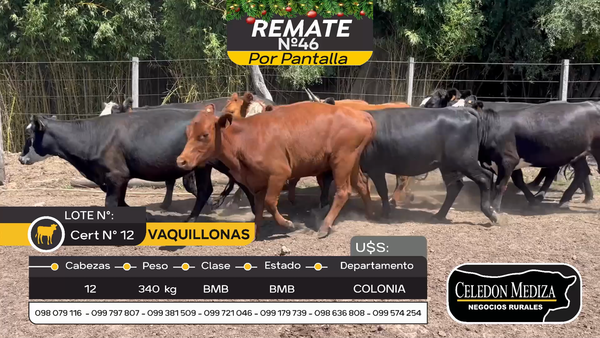 Lote 12 Vaquillonas  en Carmelo, Colonia