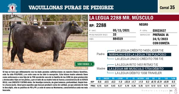 Lote VAQUILLONAS PP REMATE