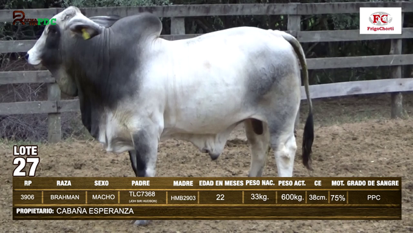 Lote TORO - BRAHMAN