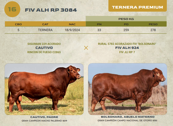 Lote LOTE 16