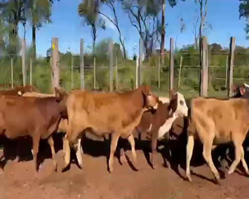 Lote 63 Terneros/as en San Carlos, Corrientes