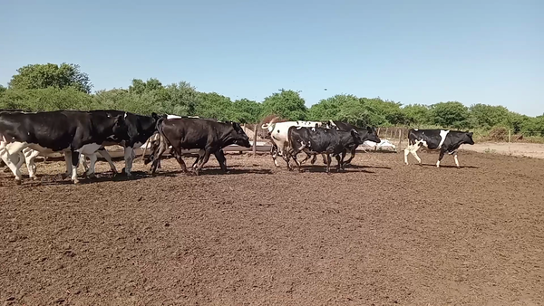 Lote 120 Novillos Holando Argentino en Cululú, Santa Fe