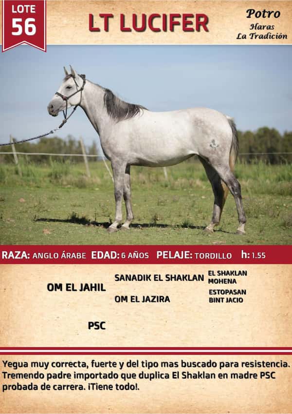 Lote LT LUCIFER