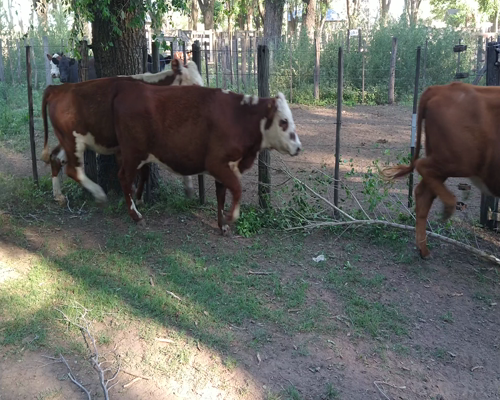 Lote 10 Vaquillonas en Gral. Lamadrid, Buenos Aires