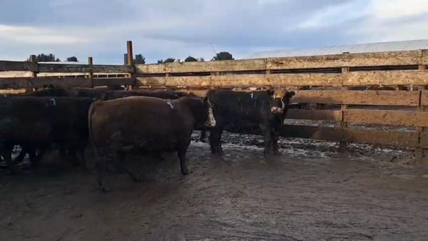 Lote 20 Novillo Gordo en Los Ángeles, VIII Región Biobío