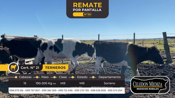 Lote 15 Terneros en Cardona, Soriano