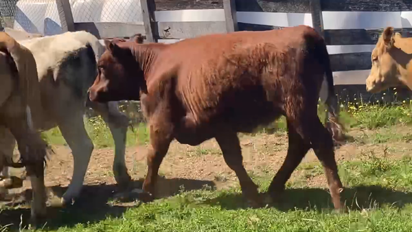 Lote 22 Vaquilla Engorda en Río Bueno, XIV Región Los Ríos