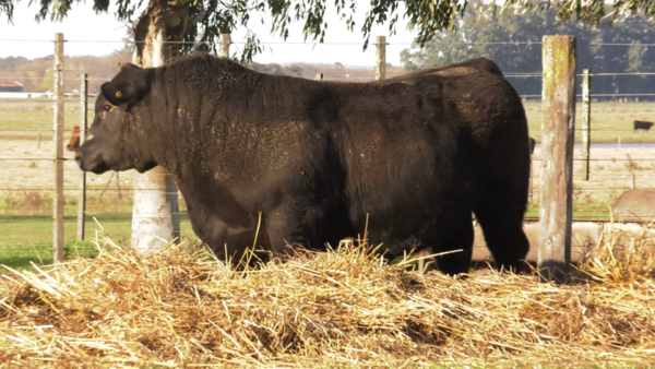 Lote TOROS PUROS POR CRUZA