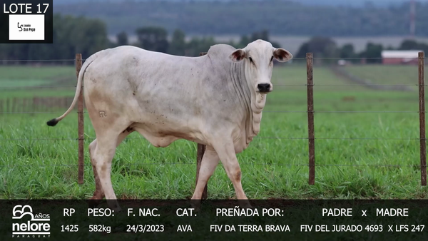Lote LOTE 17