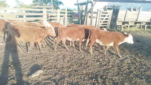 Lote 16 Terneras Raza Carne en Cerro Largo, Tupambaé