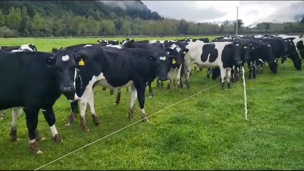 Lote 60 Vaquilla Engorda en Futrono, XIV Región Los Ríos